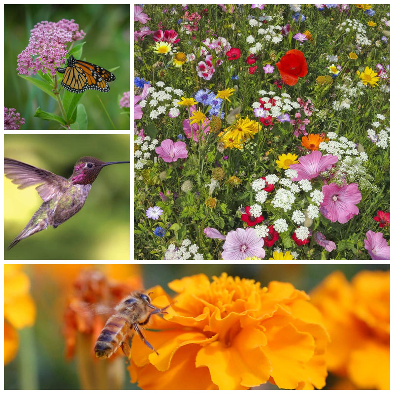Wildflower Seeds Pollinator Collection (Save The Bees, Save The Monarchs, and Hummingbird & Butterfly)